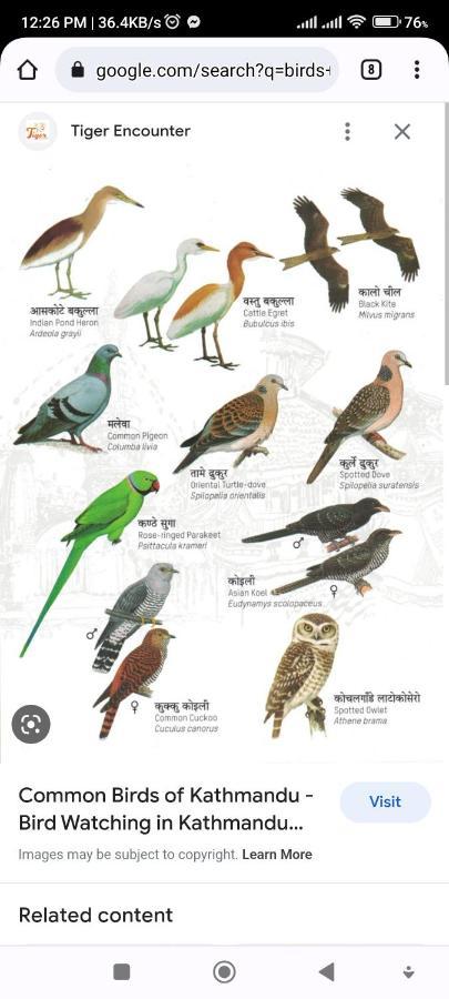 Hotel National Park- A Peaceful Family Home Where You Can Stay Peace And Enjoy And Organize The Wildlife Safari Chitwan Exterior foto
